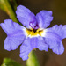Blue Dampiera - Photo (c) ronigreer, some rights reserved (CC BY-NC), uploaded by ronigreer