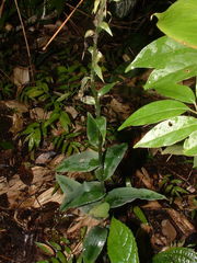 Habenaria entomantha