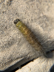 Acronicta leporina