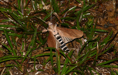 Hapigia annulata