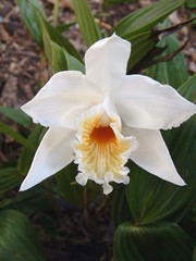 Sobralia powellii