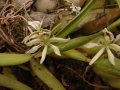 Prosthechea abbreviata