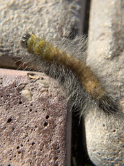 Acronicta leporina