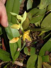 Acianthera erinacea