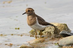 Charadrius modestus