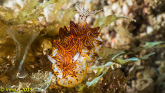 Halgerda tessellata