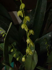 Pleurothallis quadrifida