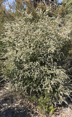 Thryptomene calycina