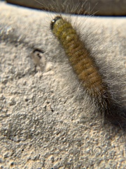 Acronicta leporina