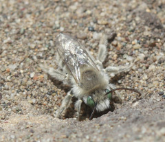Melissodes pallidisignatus