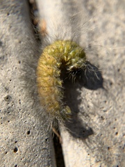 Acronicta leporina