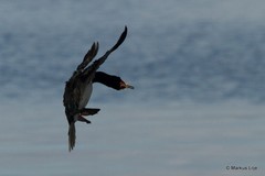 Leucocarbo magellanicus