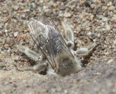 Melissodes pallidisignatus