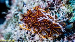 Halgerda tessellata