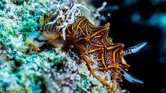 Halgerda tessellata