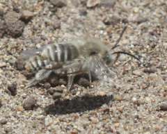 Melissodes pallidisignatus