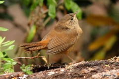 Troglodytes aedon chilensis