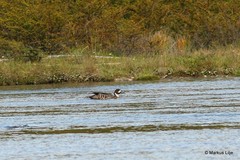 Speculanas specularis