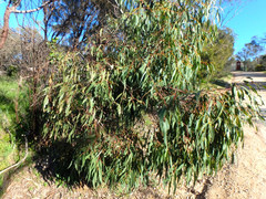 Eucalyptus viminalis cygnetensis