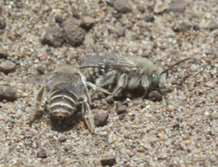 Melissodes pallidisignatus
