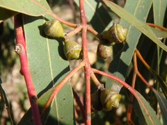 Eucalyptus viminalis cygnetensis