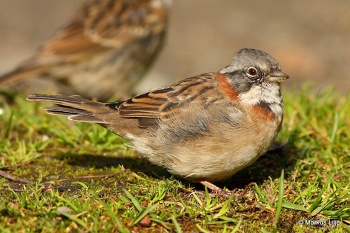 Rufous-collared Sparrow, photo 4 of 10