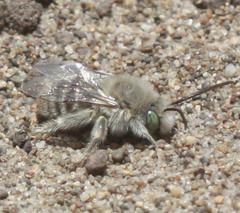 Melissodes pallidisignatus