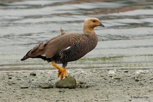 Upland Goose, photo 5 of 7