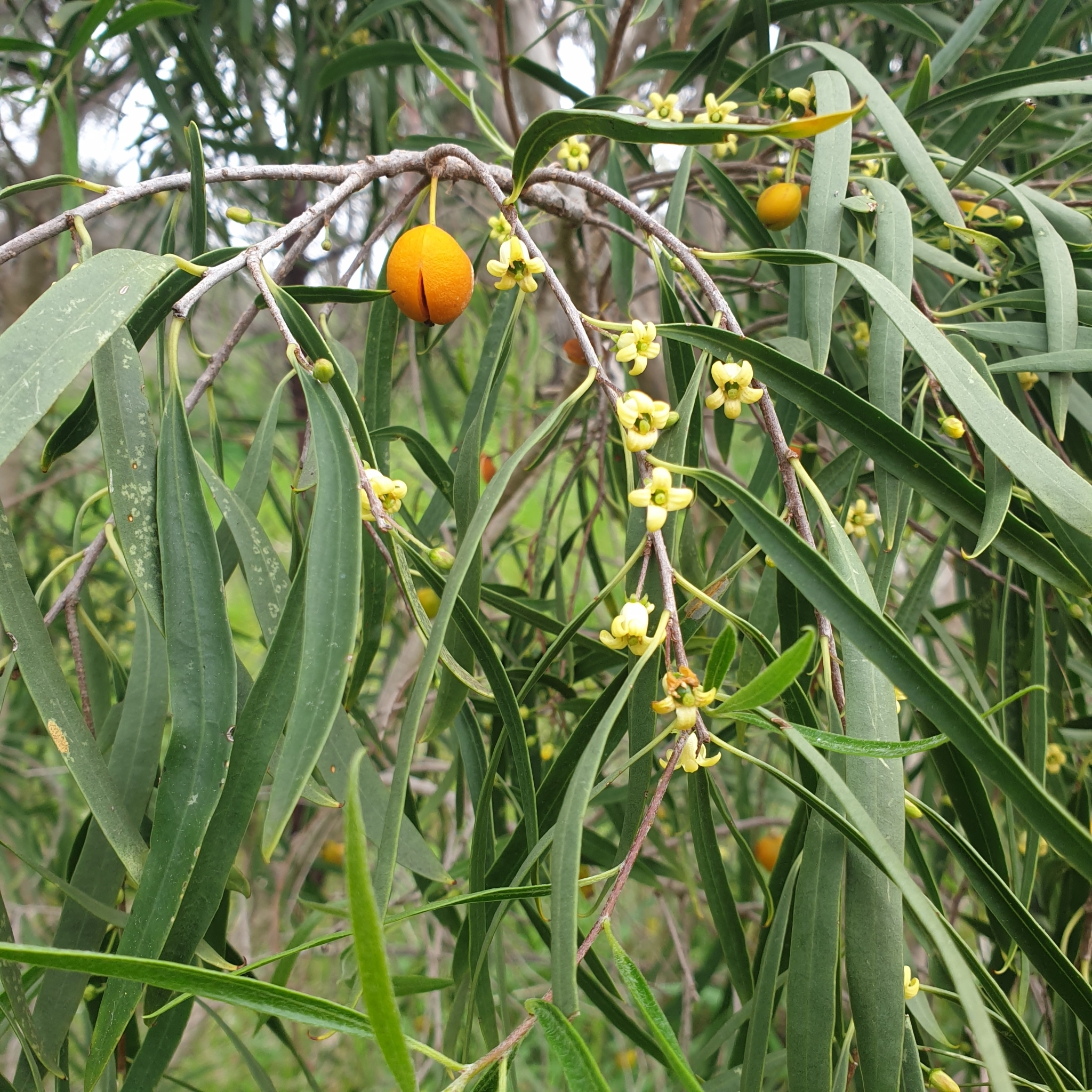 Pittosporum angustifolium