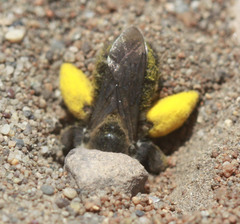 Melissodes pallidisignatus