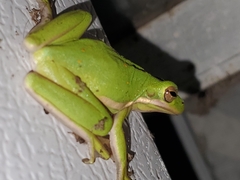 Hyla cinerea