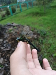 Somatochlora graeseri