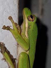 Hyla cinerea