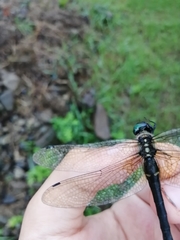 Somatochlora graeseri