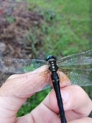 Somatochlora graeseri