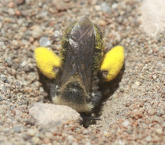 Melissodes pallidisignatus