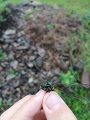 Somatochlora graeseri