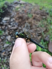 Somatochlora graeseri