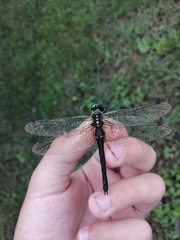 Somatochlora graeseri