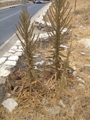 Verbascum sinaiticum