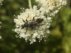 Toxoleptura vexatrix