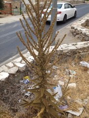 Verbascum sinaiticum