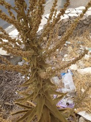 Verbascum sinaiticum