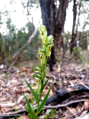 Pterostylis viriosa