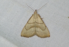 Macrochilo litophora