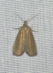 Macrochilo orciferalis