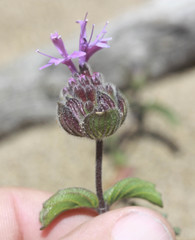 Monardella sinuata