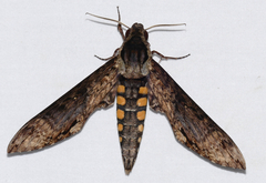 Manduca lucetius