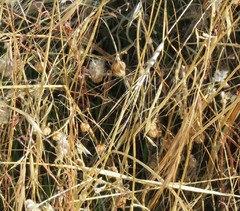 Aegilops triuncialis