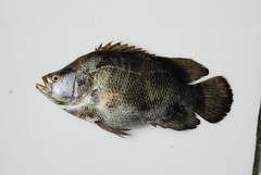 Lobotes surinamensis